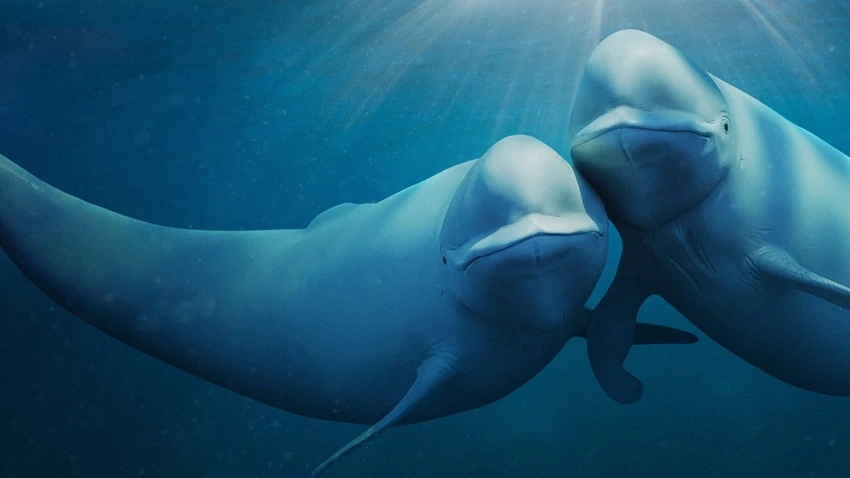 Download Our Oceans | 2024 | Season 1 | {Hindi-English-}| Netflix Original Web Series | 720p 1080p