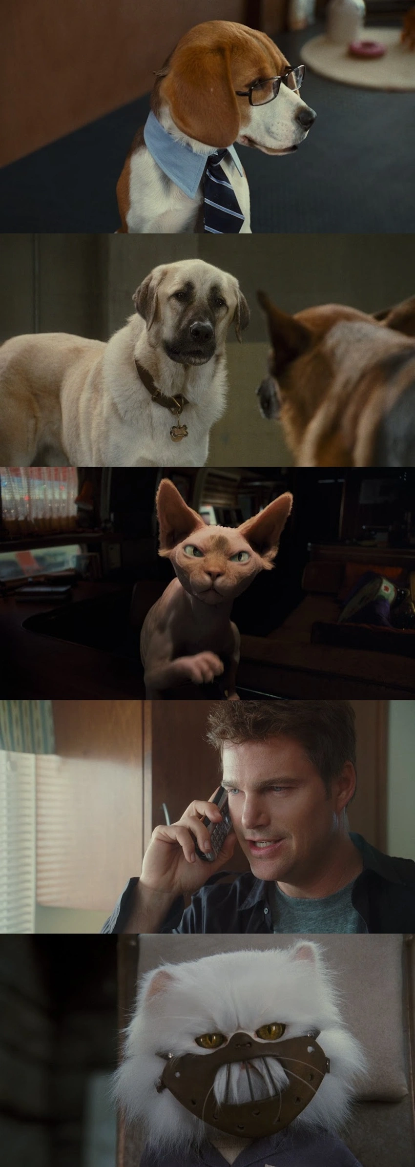 Download Cats & Dogs: The Revenge of Kitty Galore (2010) Hindi ORG + English BluRay 480p 720p 1080p